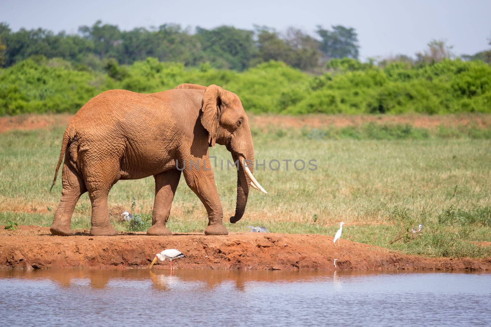 Waterhole in the savannah with some red elephants