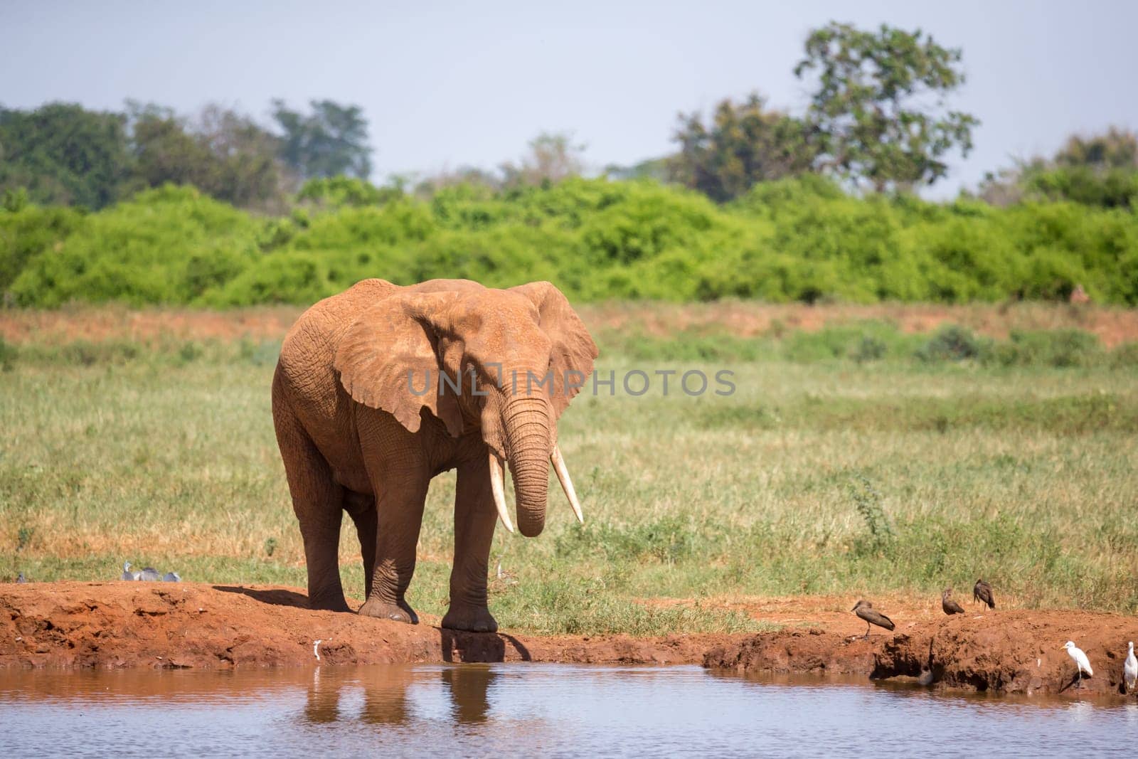 Waterhole in the savannah with some red elephants