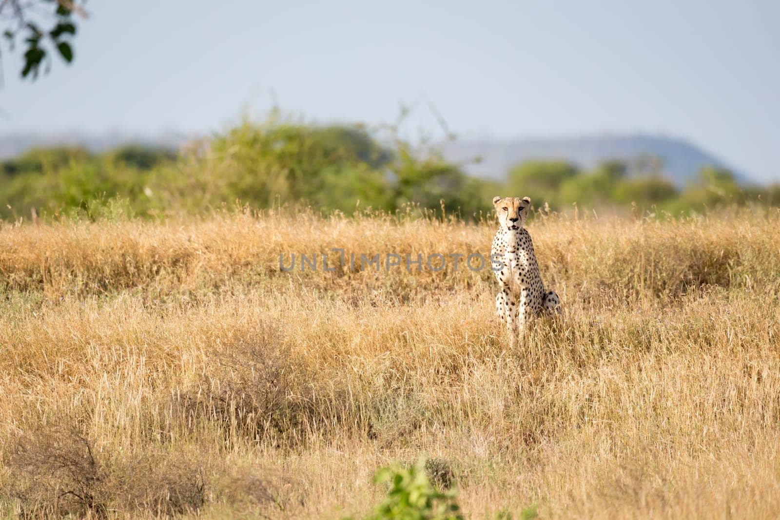 A Cheetah in the grassland of the savannah in Kenya