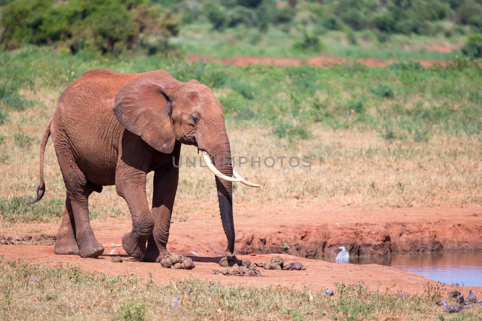 Waterhole in the savannah with some red elephants