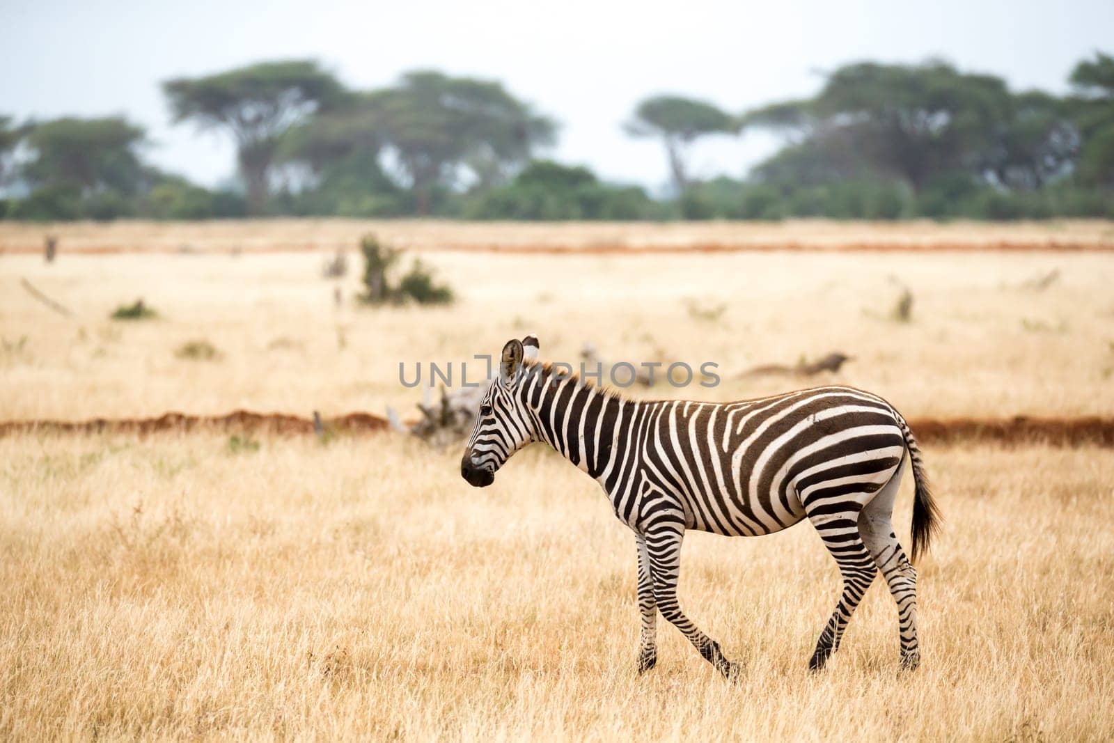 Zebra standing or walking throught the grassland