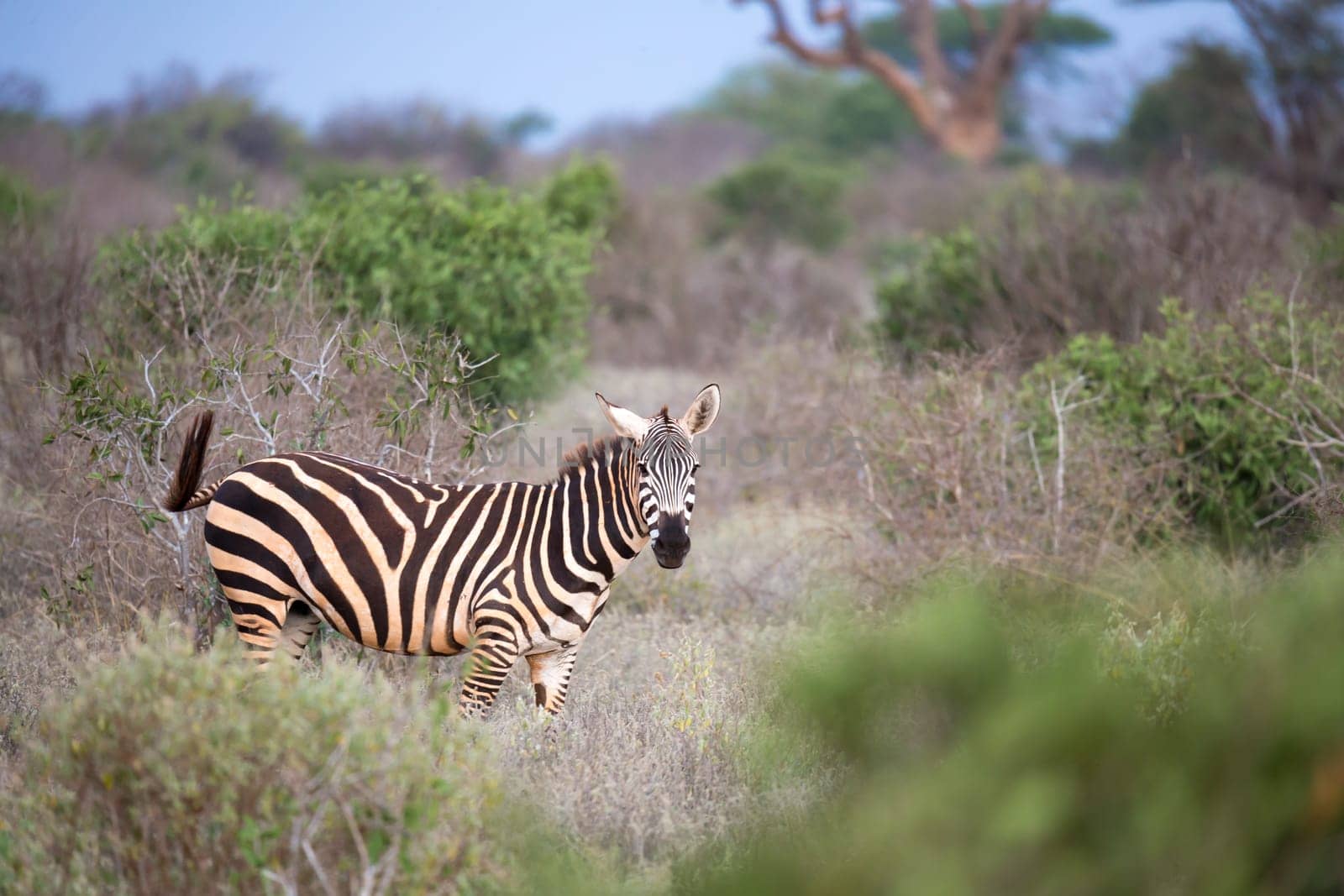 One zebra standing and watching you between the bush