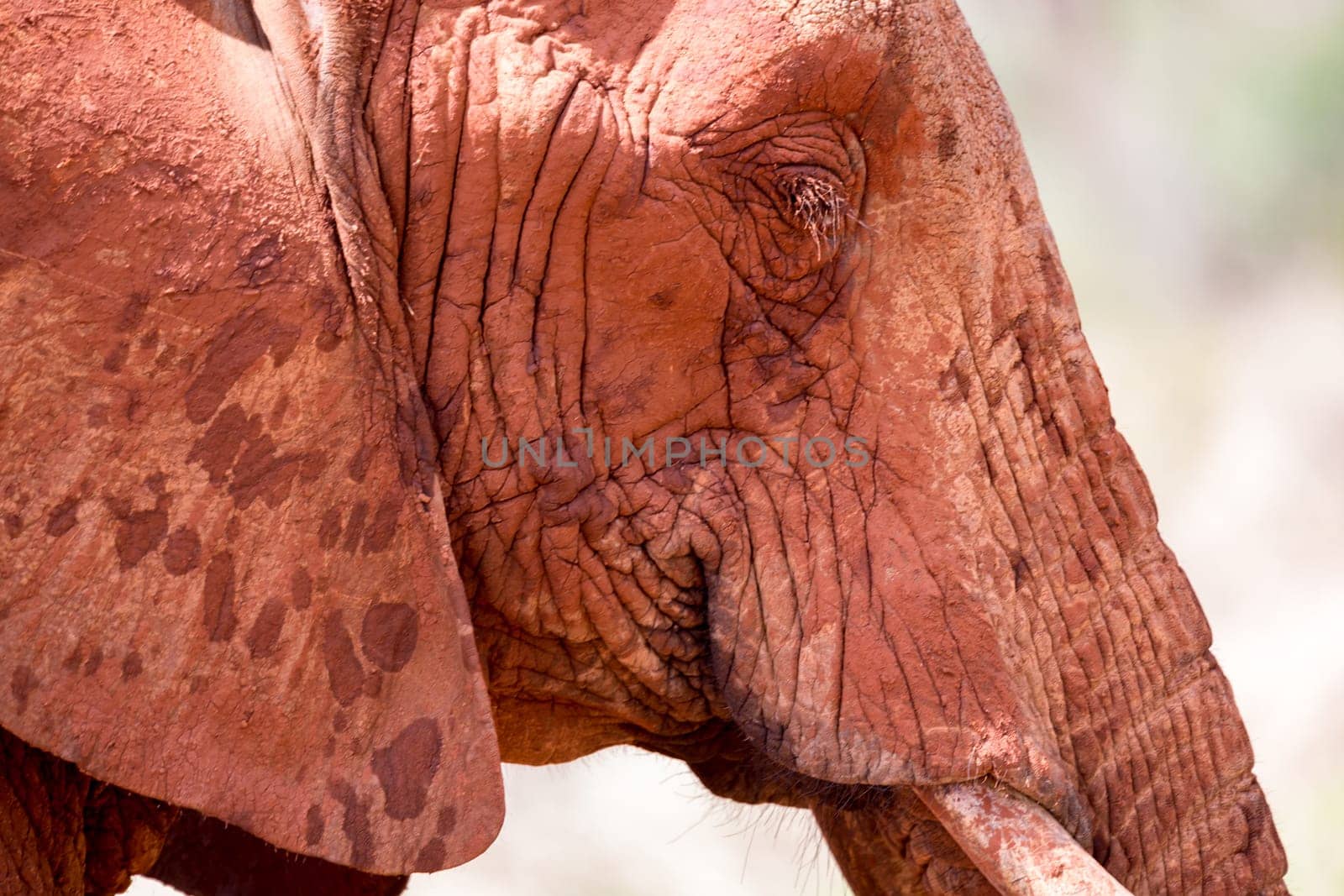 The face of one big red elephant
