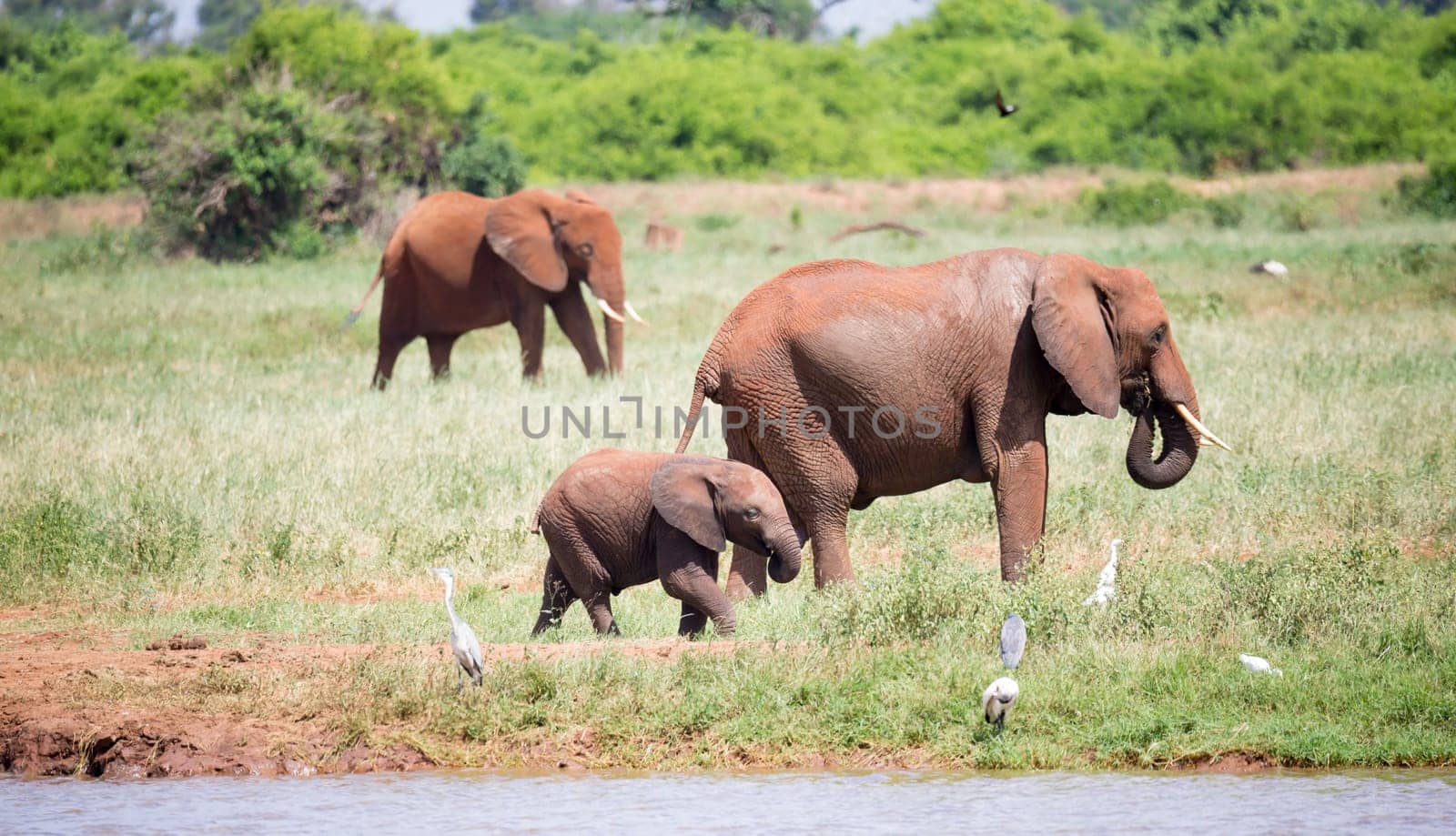 The family of red elephants at a water hole in the middle of the savannah