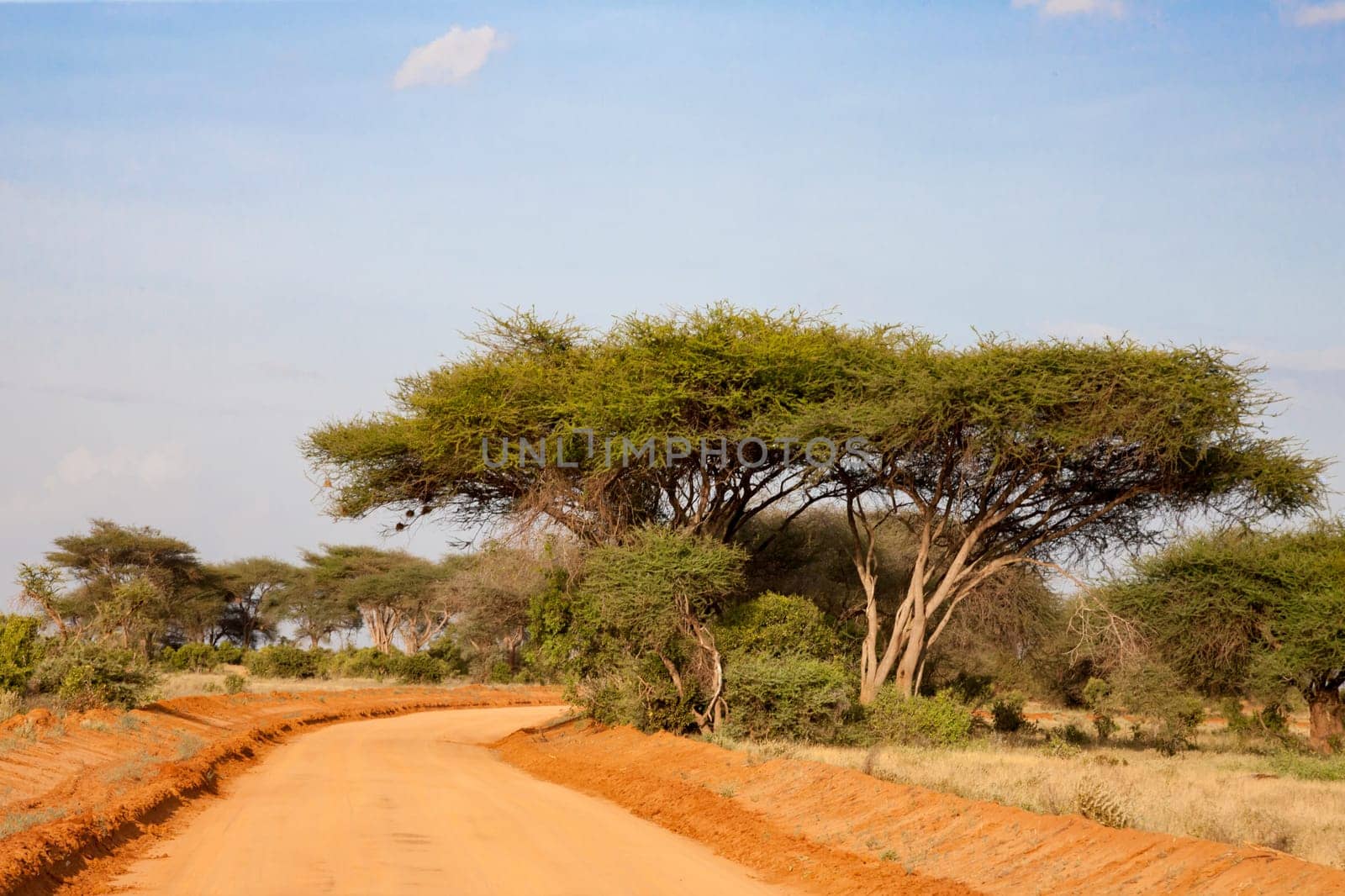 A way with red soil throught the savanna with a lot of trees and green plants