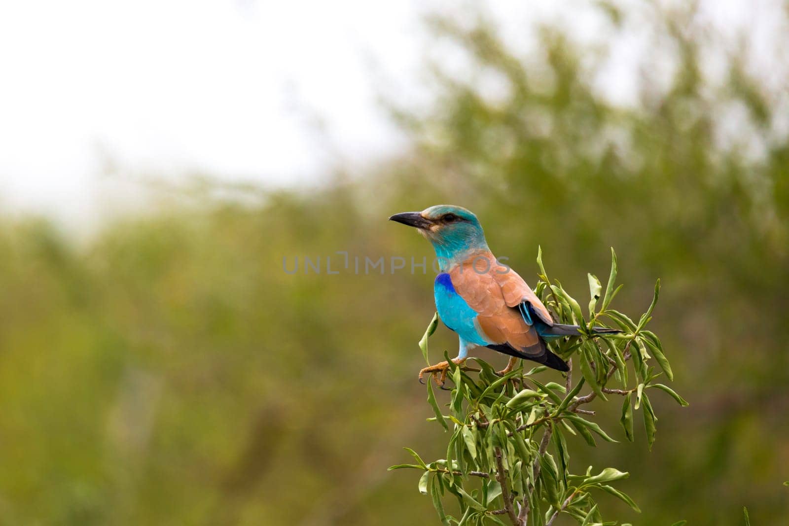 A colorful indigenous bird sits on the branch