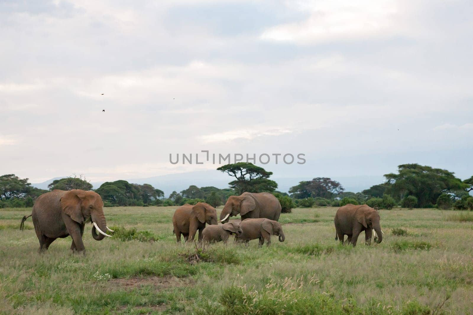 A lot of elephants in the grassland of the savannah