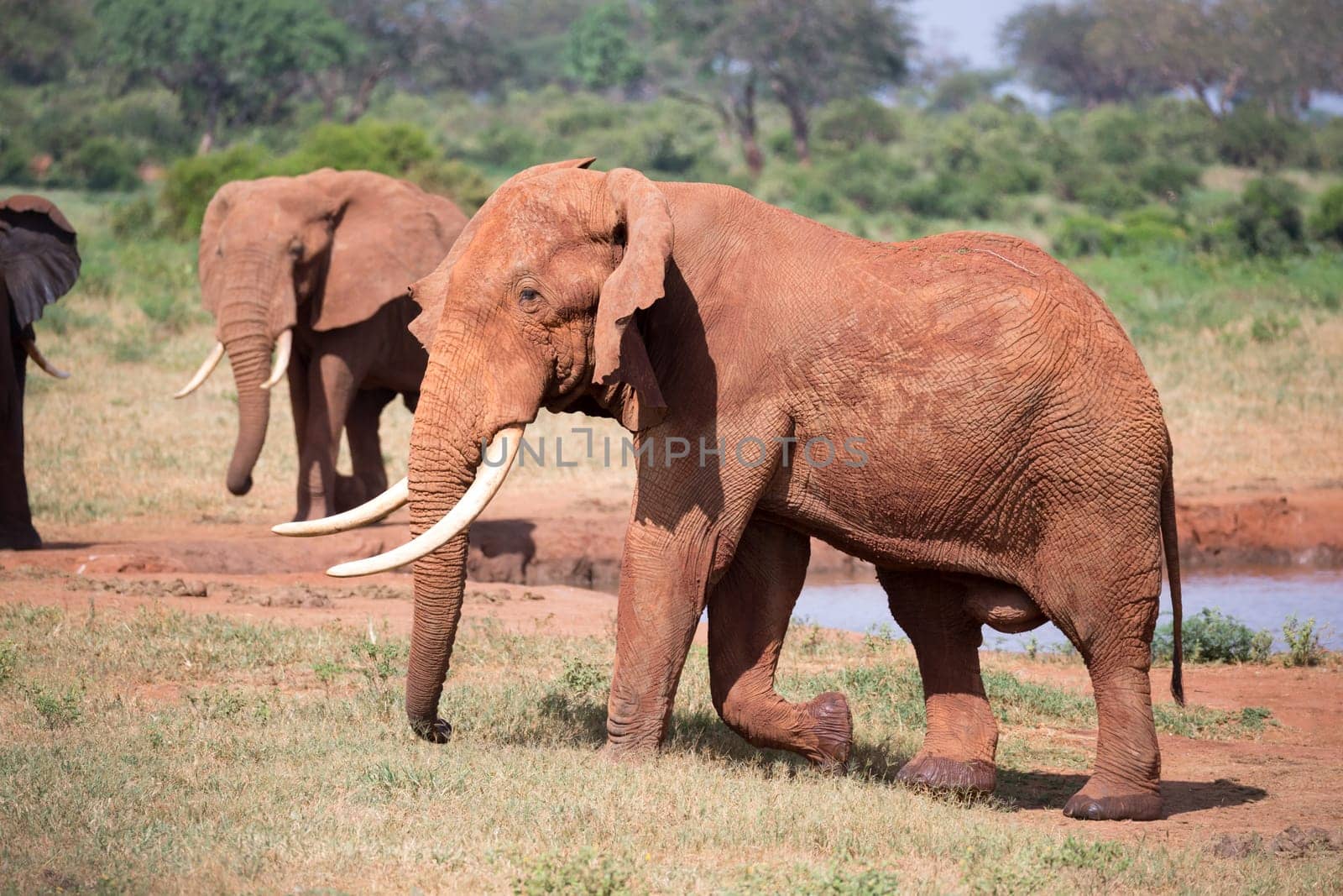 The family of red elephants at a water hole in the middle of the savannah