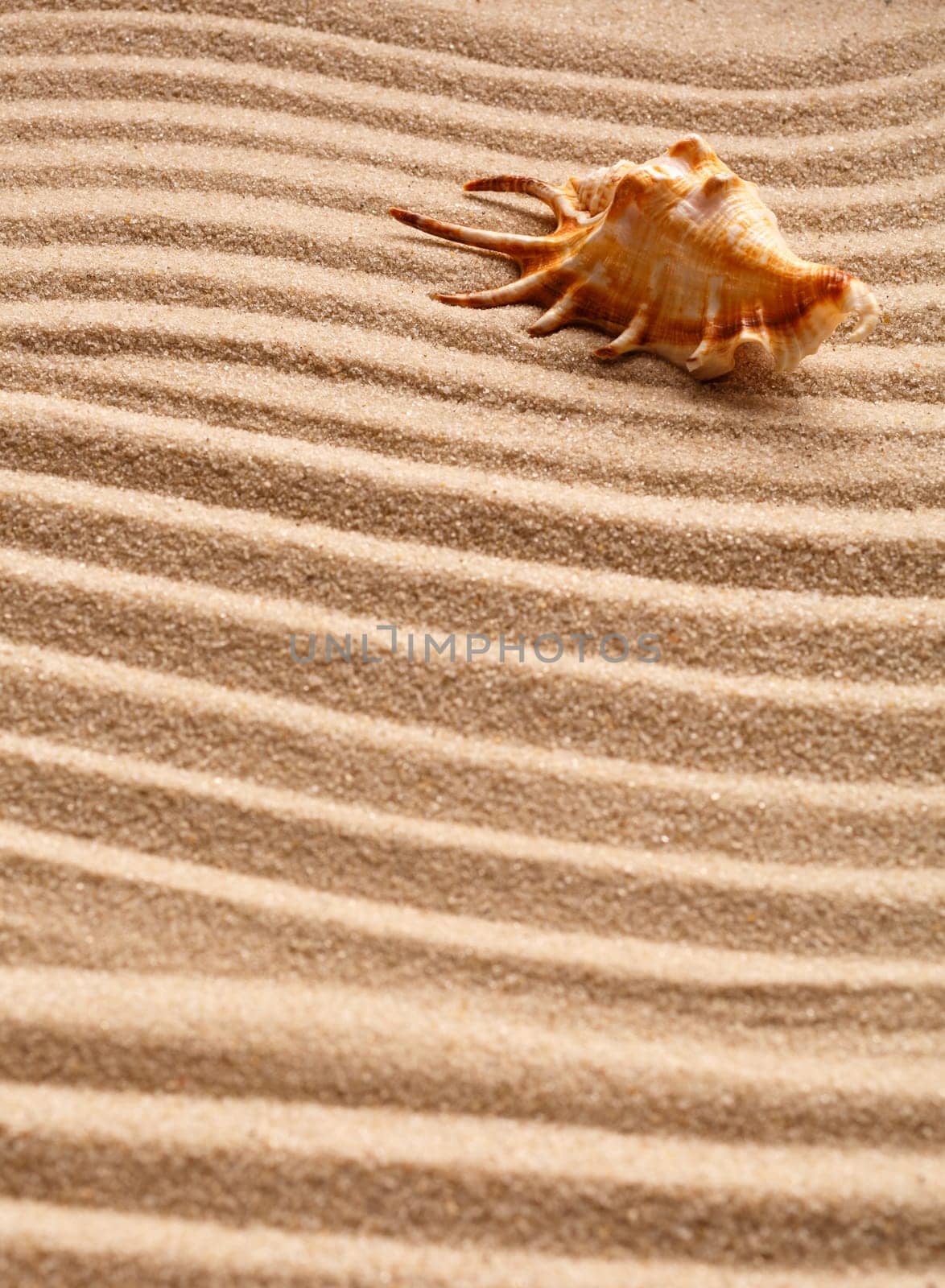 Beautiful seashells on sand and warm sun light with copy space . Summer holidays travel concept. Space for text