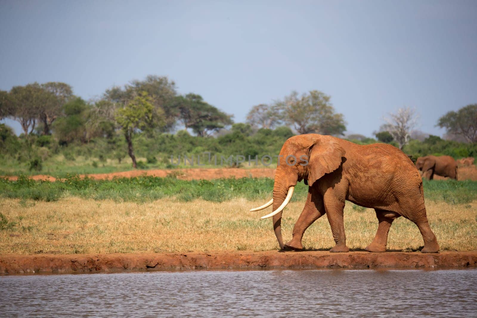 One big red elephant is walking on the bank of a water hole