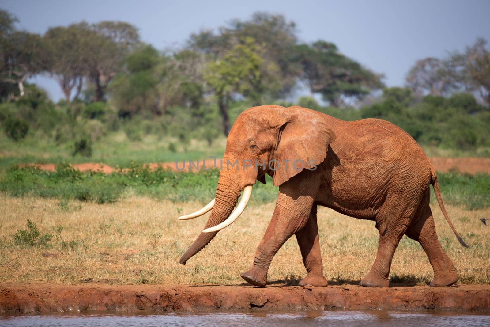 One big red elephant is walking on the bank of a water hole