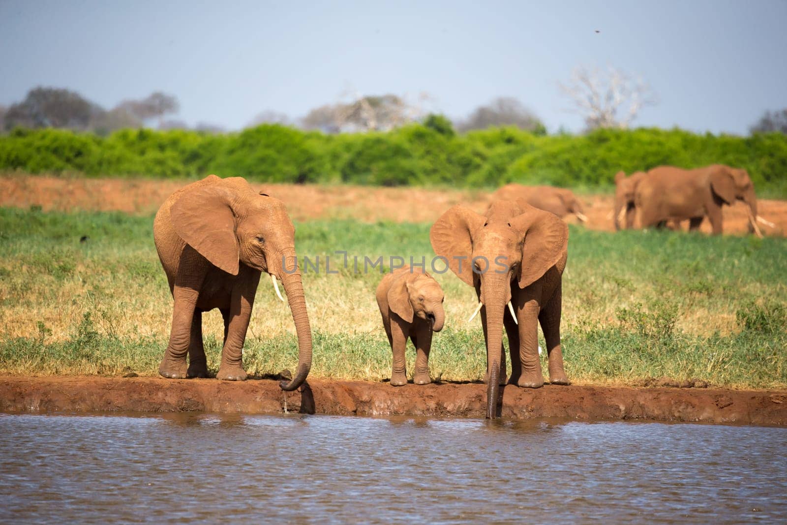 The family of red elephants at a water hole in the middle of the savannah