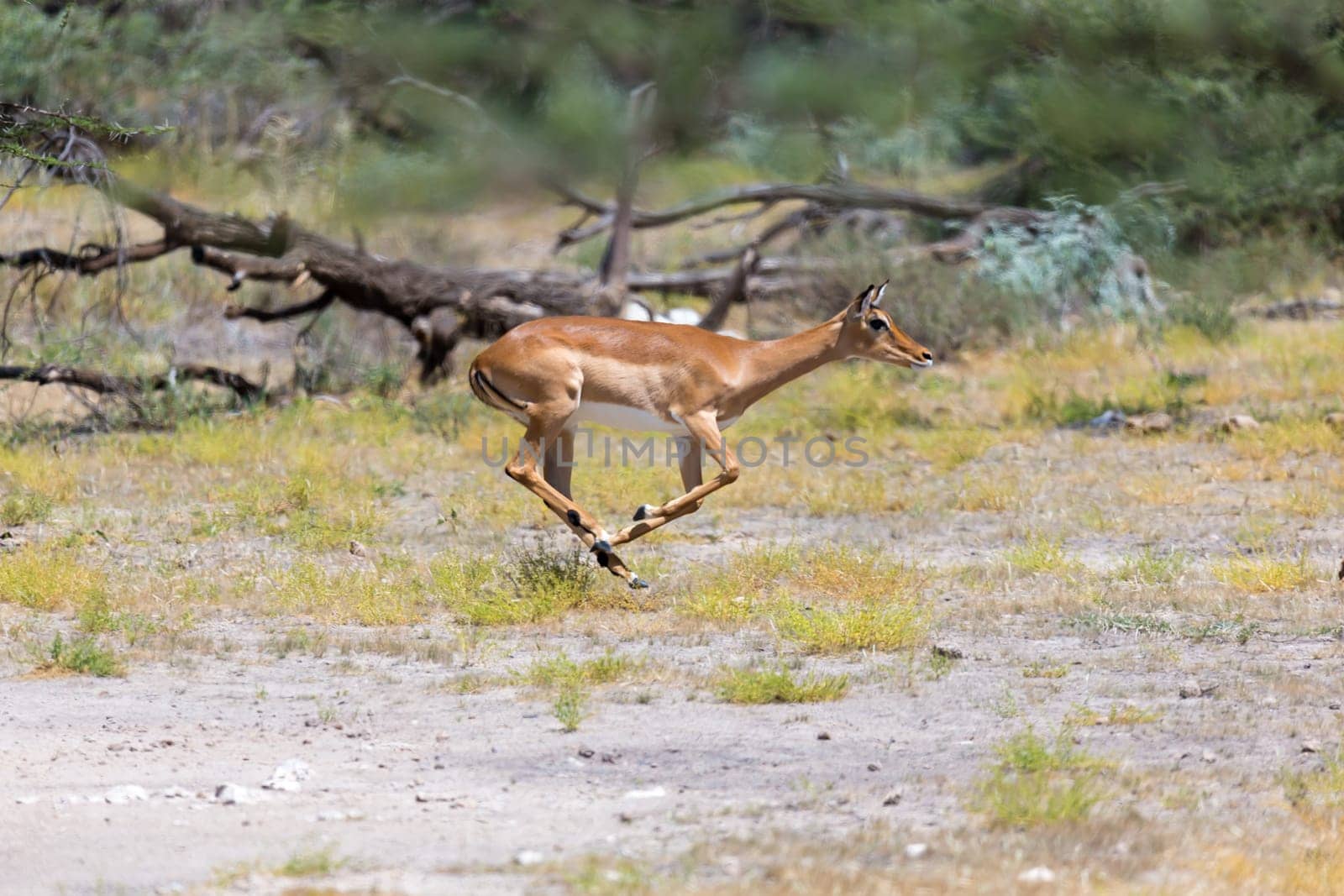 An antelope in the middle of the savannah of Kenya