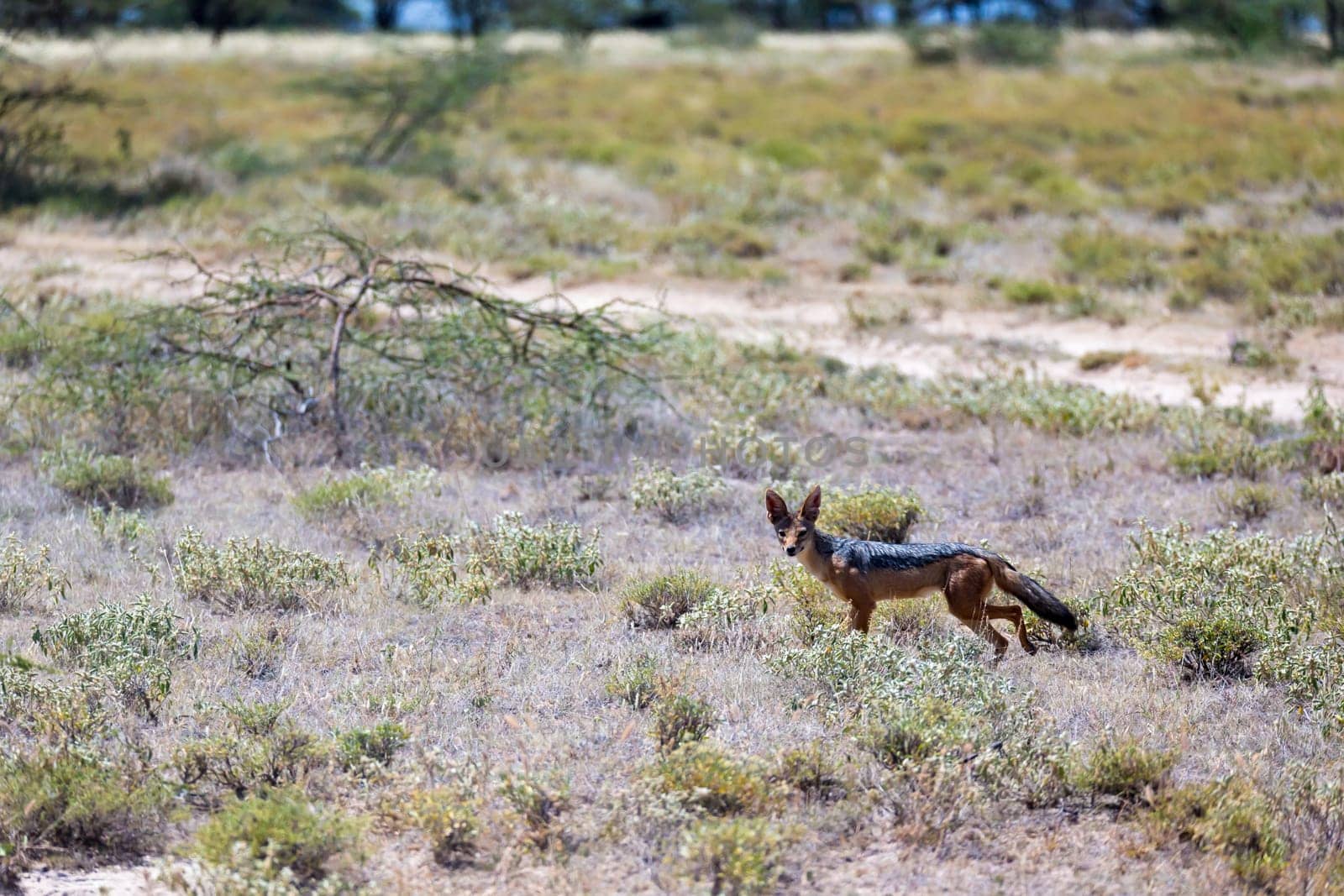 One jackal stands in the middle of a field in the grass