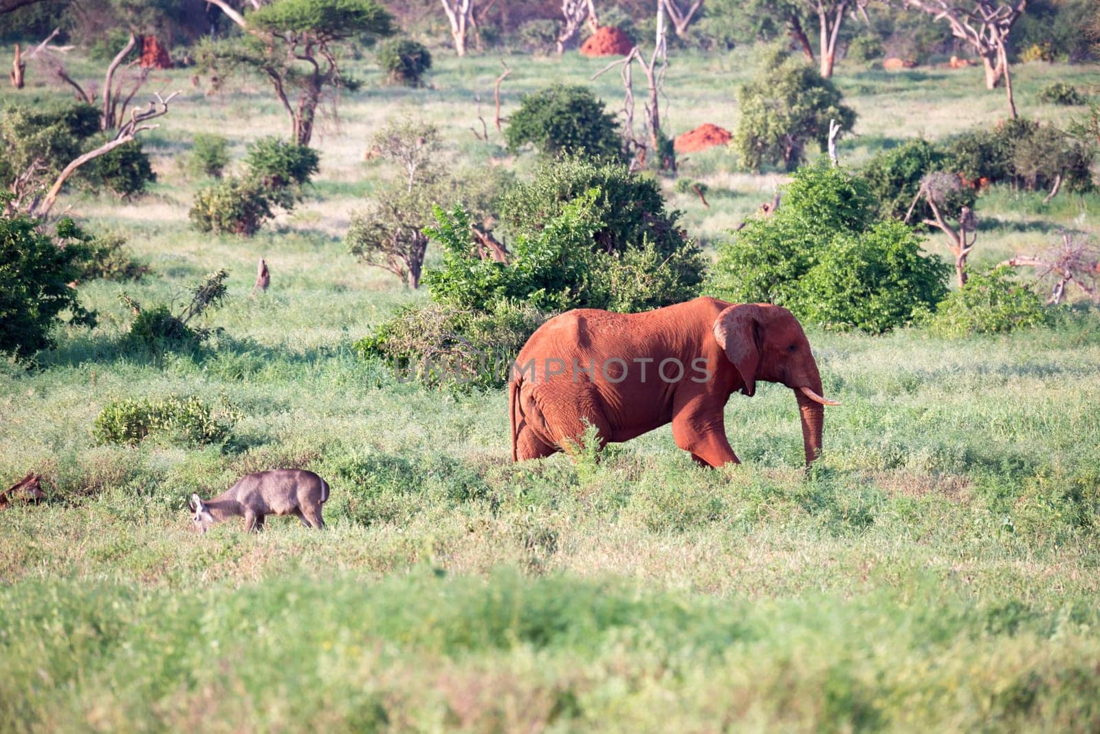 One big red elephant walks through the savannah between many plants