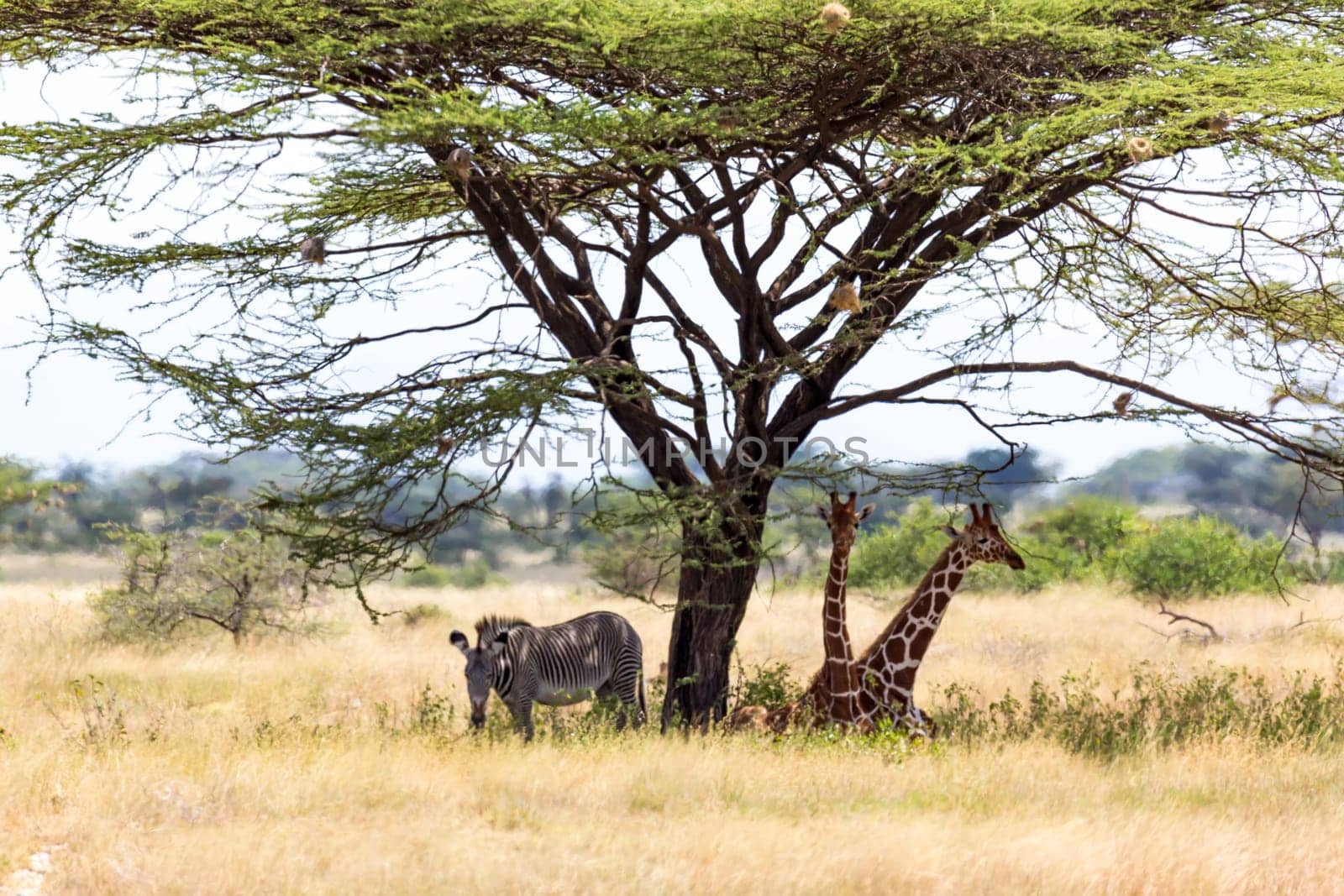 The Giraffes and a gravy zebra under the crown of a shady tree