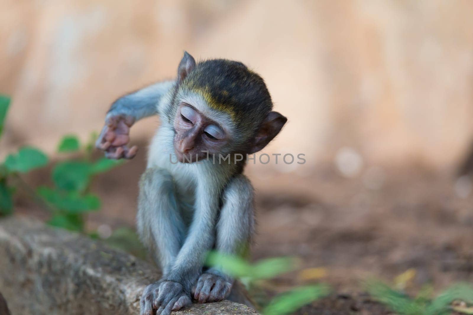 One little funny monkey is playing on the floor or on the tree
