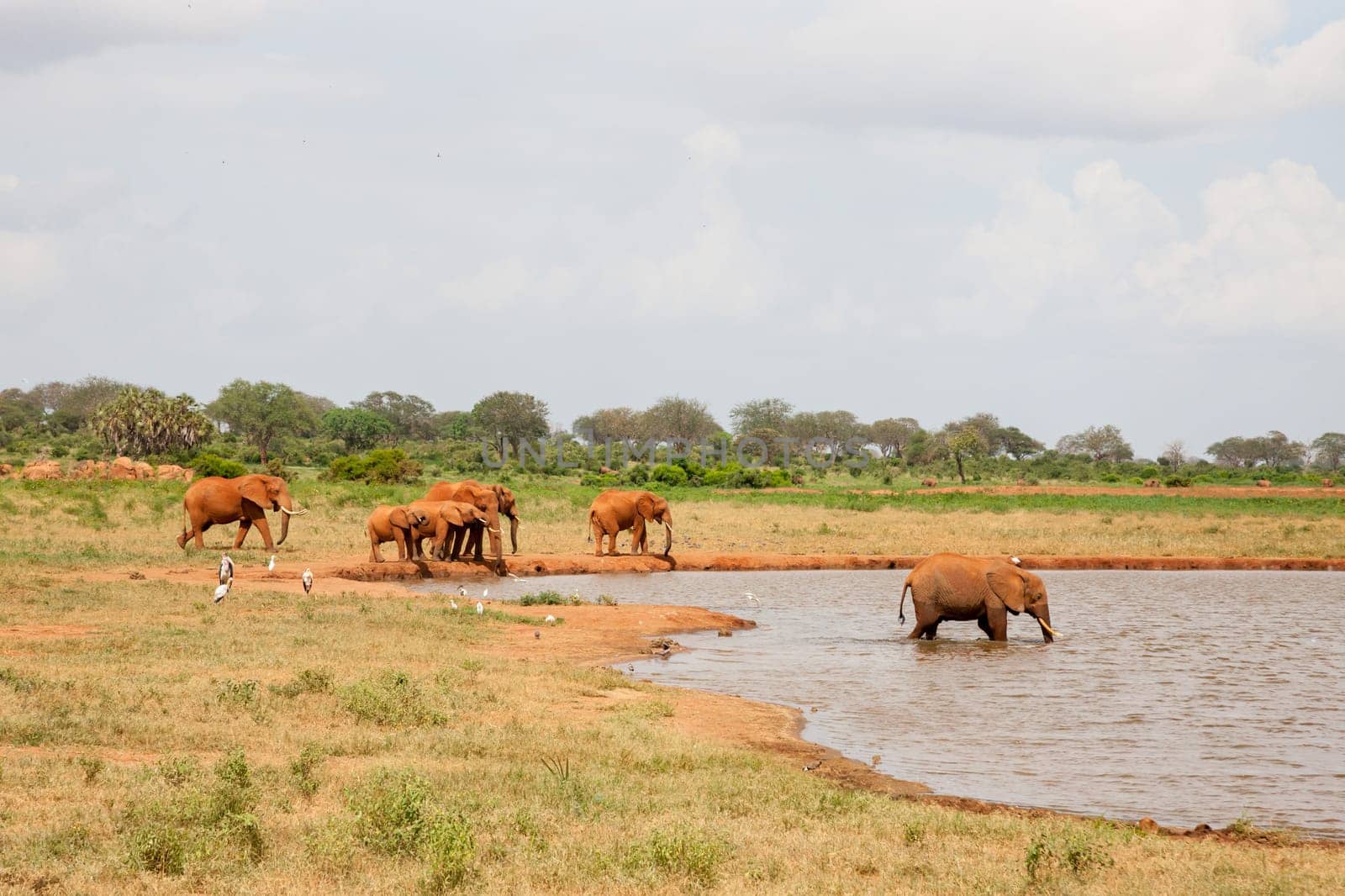 A lot of red elephants are on the waterhole