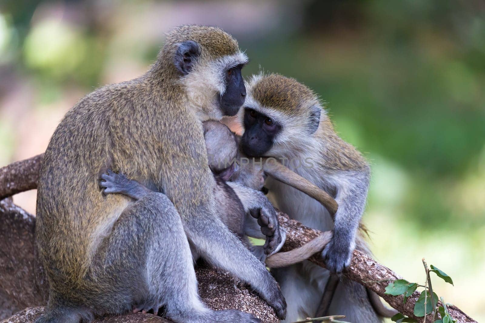 Vervet family with a little baby monkey