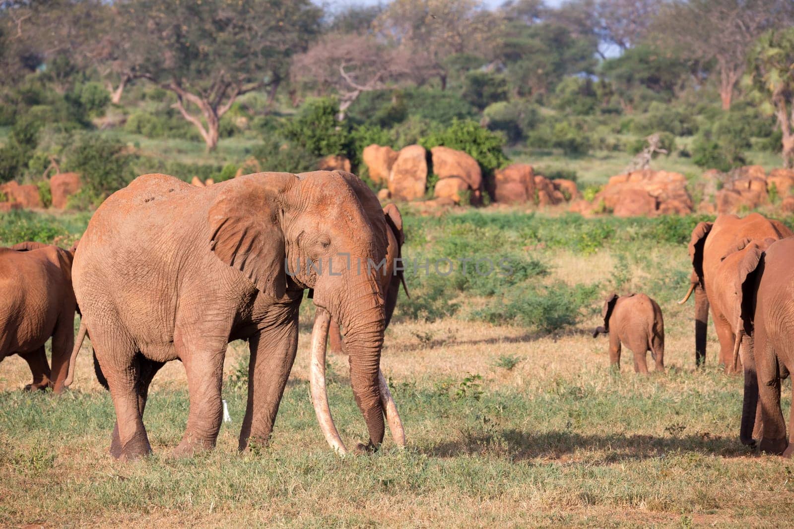 The large family of red elephants on their way through the Kenyan savanna..