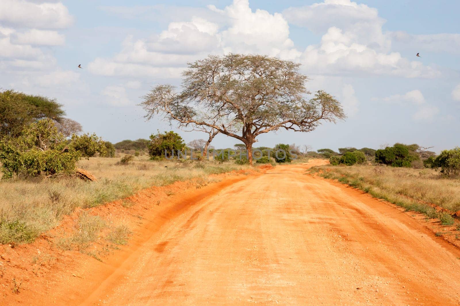 The way througt the savannah with red soil and a lot of plants