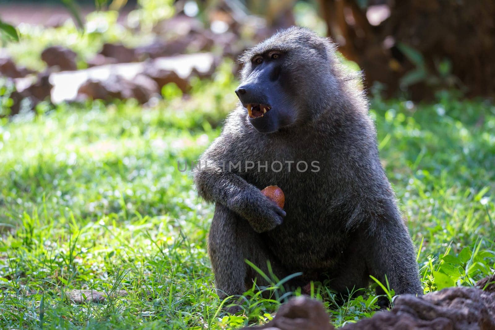 One baboon has found a fruit and eats it