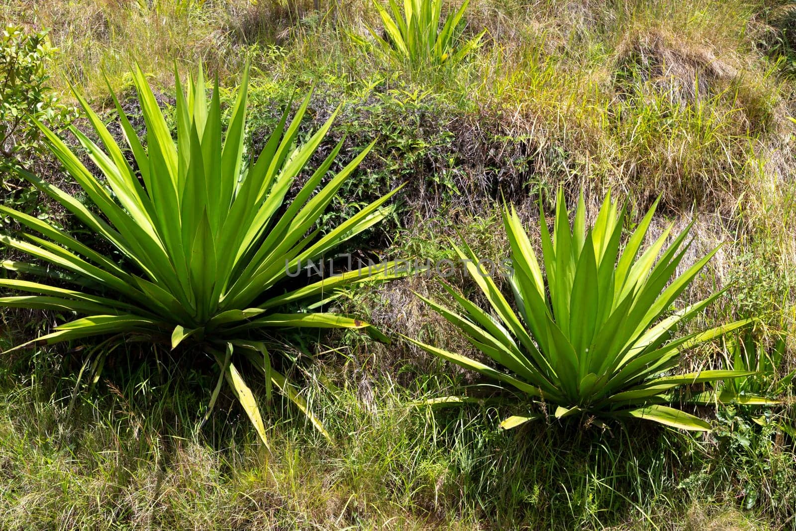 The Flora on the island of Madagascar, a few cactus plants
