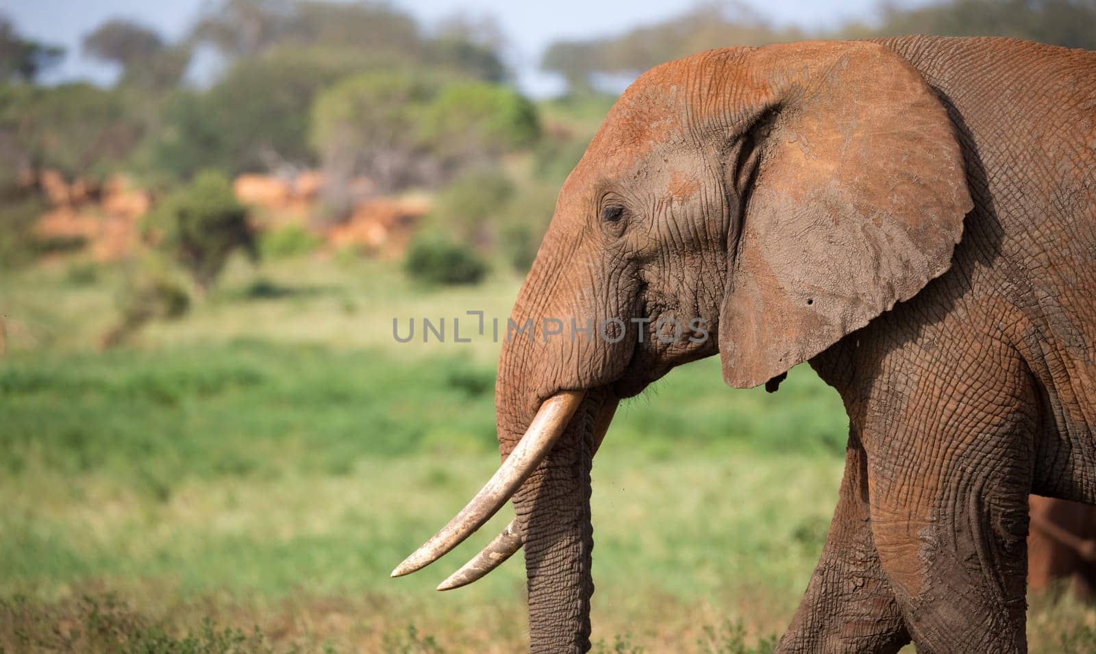 A face of a red elephant taken up close