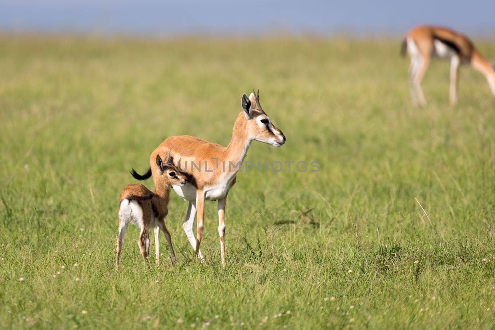 The Thomson gazelles in the middle of a grassy landscape in the Kenyan savanna