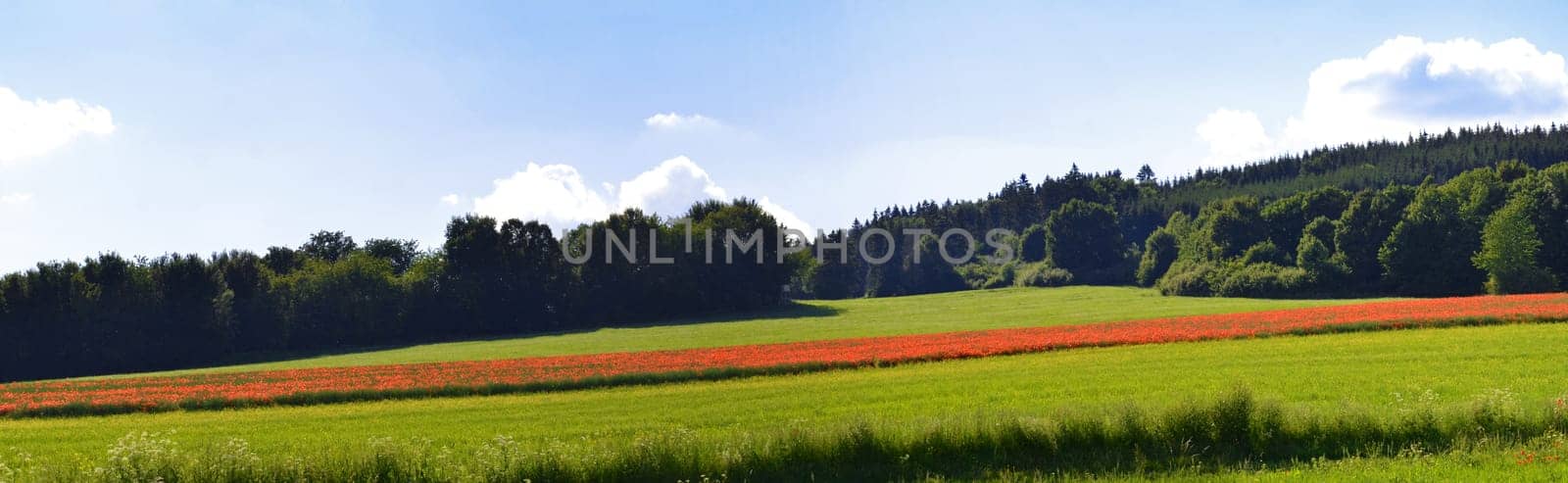 blooming poppies in a rapeseed field