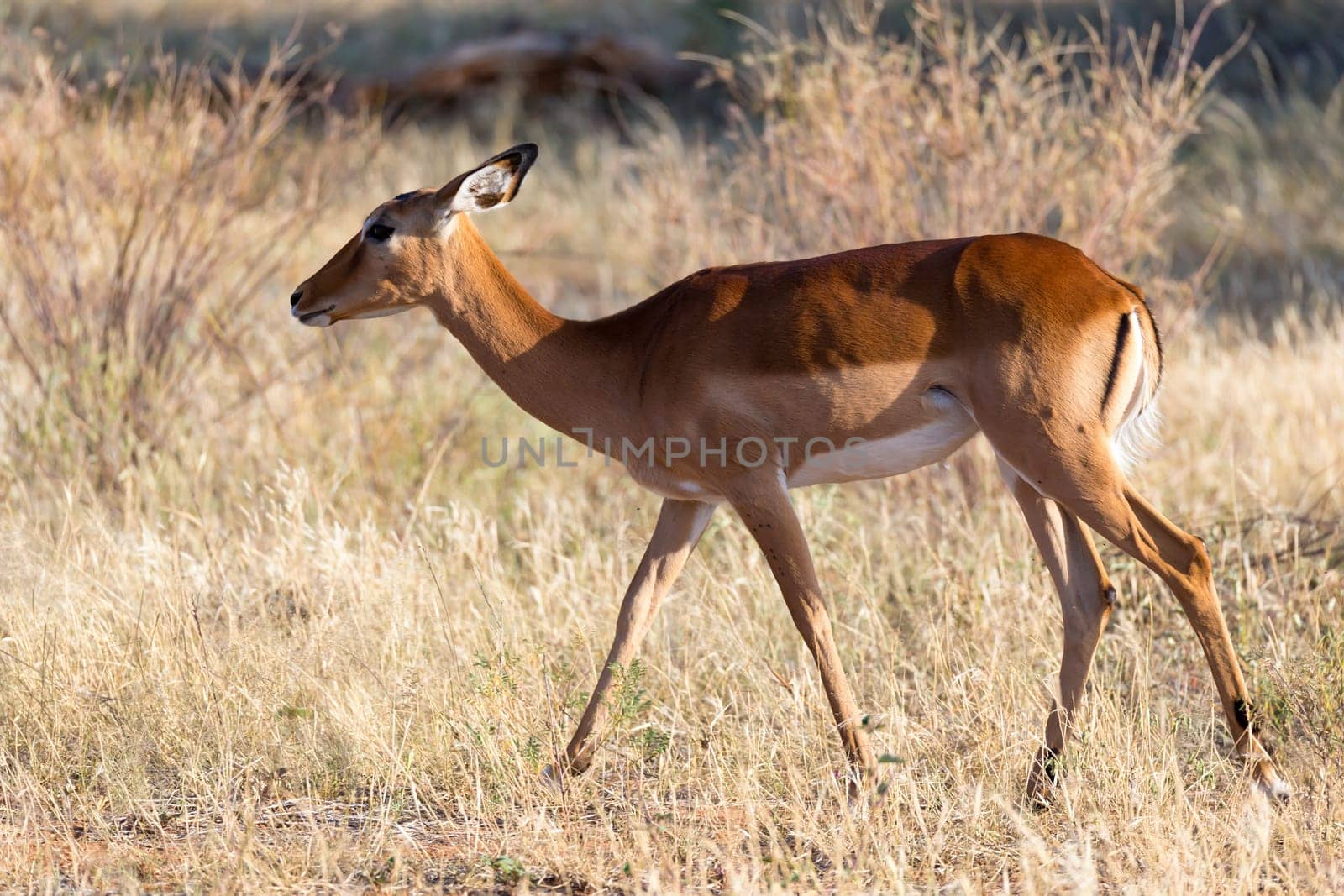 The Impala gazelles grazed in the savannah of Kenya