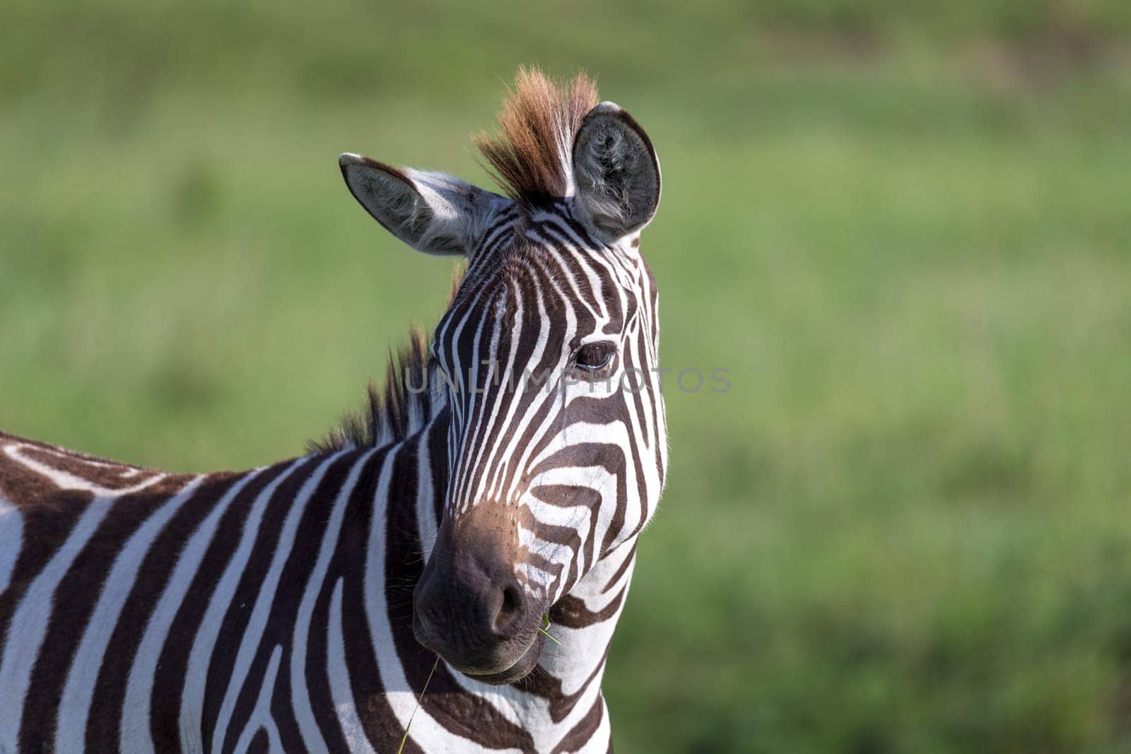 The closeup of a zebra in a national park