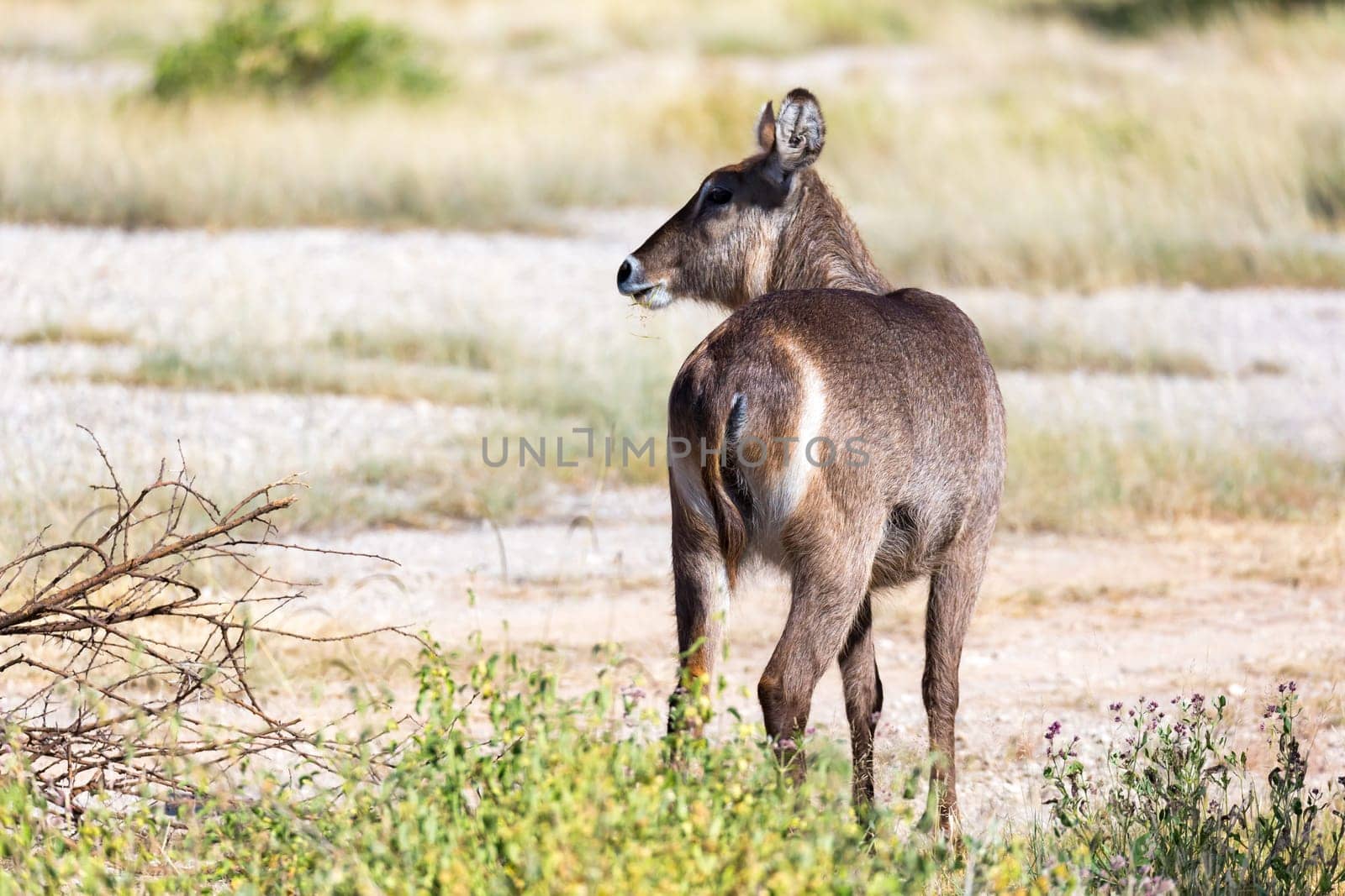The waterbuck is looking for something in the savannah