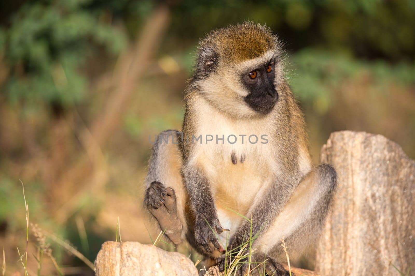 The monkey sits and looks around