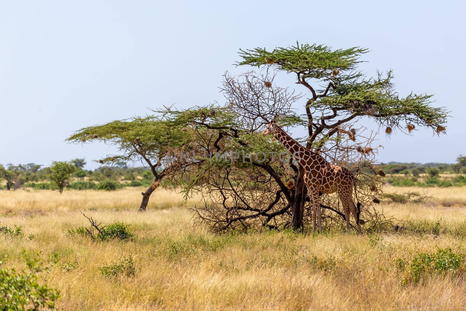 The Somalia giraffes eat the leaves of acacia trees