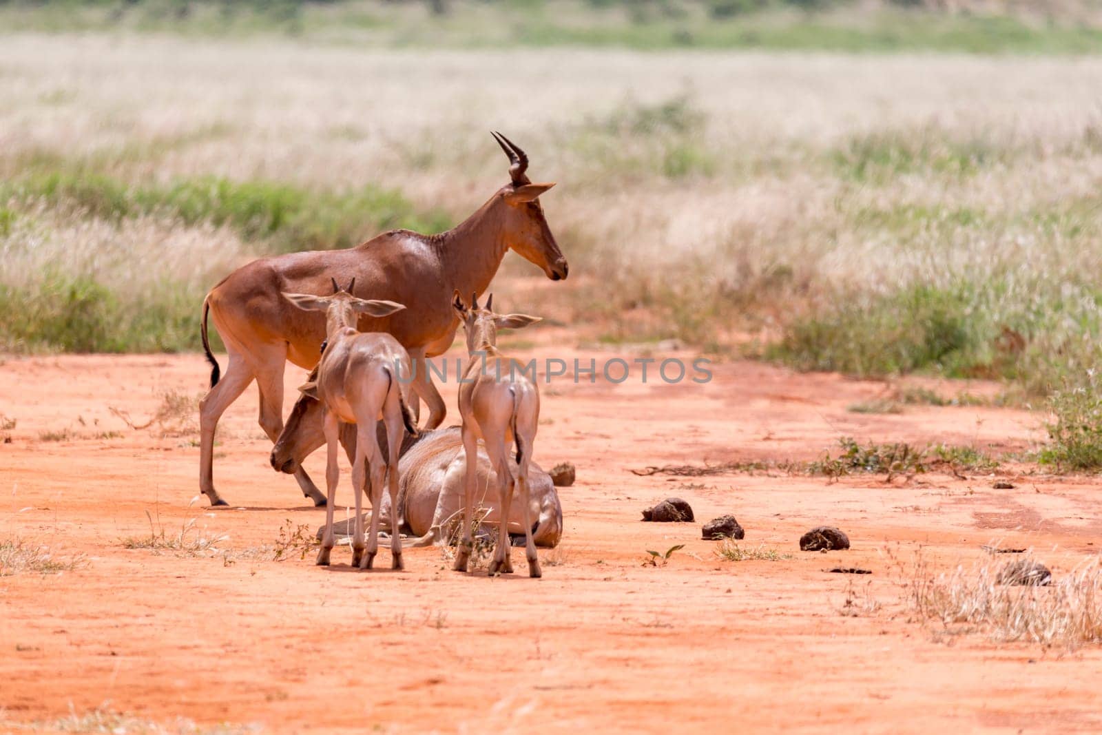 The family of Topi antelopes in the Kenyan savannah
