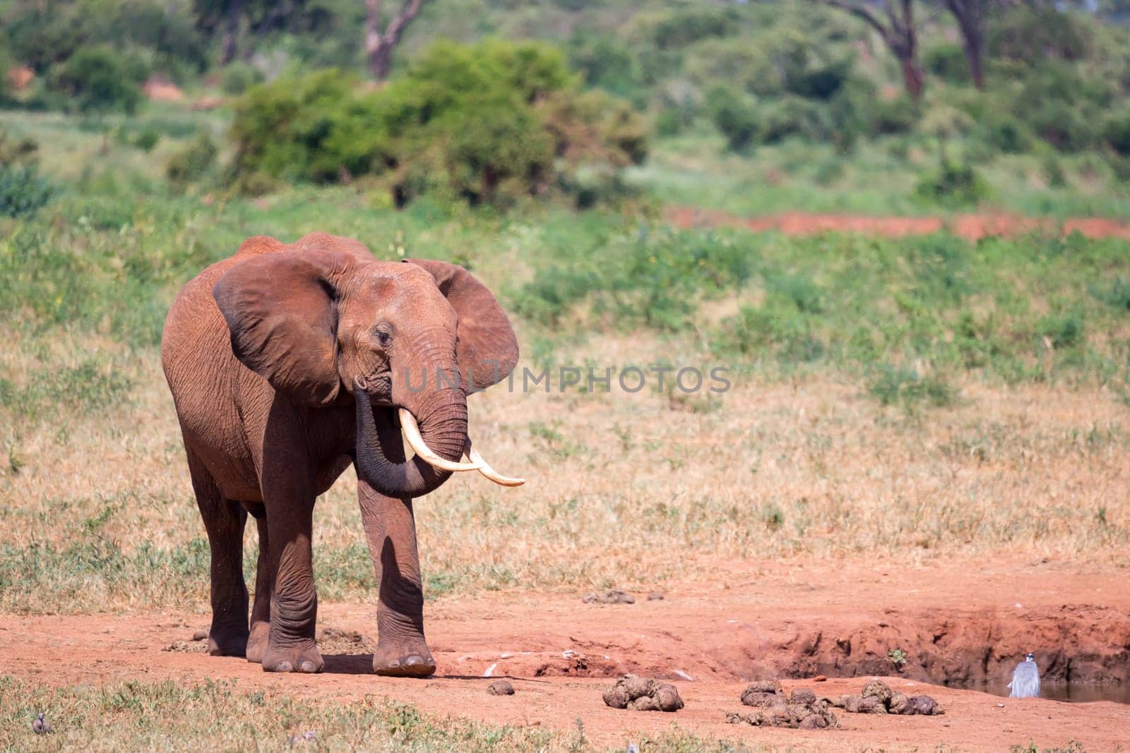 Waterhole in the savannah with some red elephants