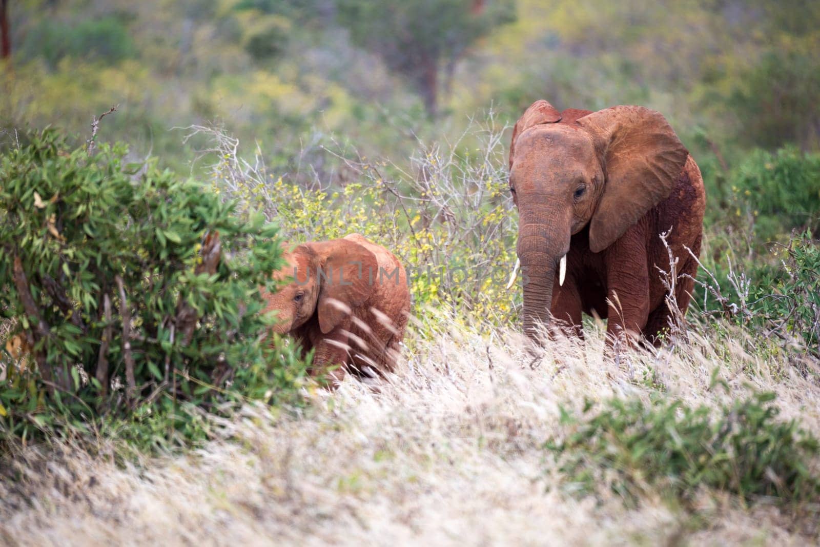 The family of red elephants on their trek through the savanna