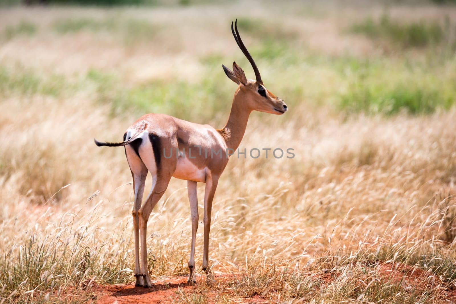 Antelope in the grassland of the savannah in Kenya