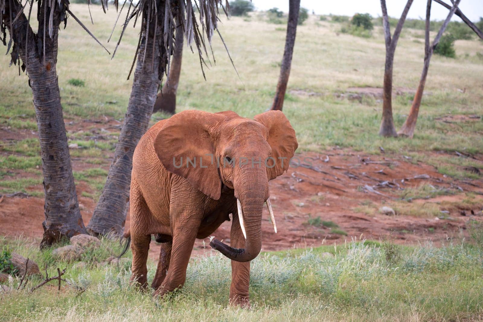 The red elephant walks among the palm trees and trees