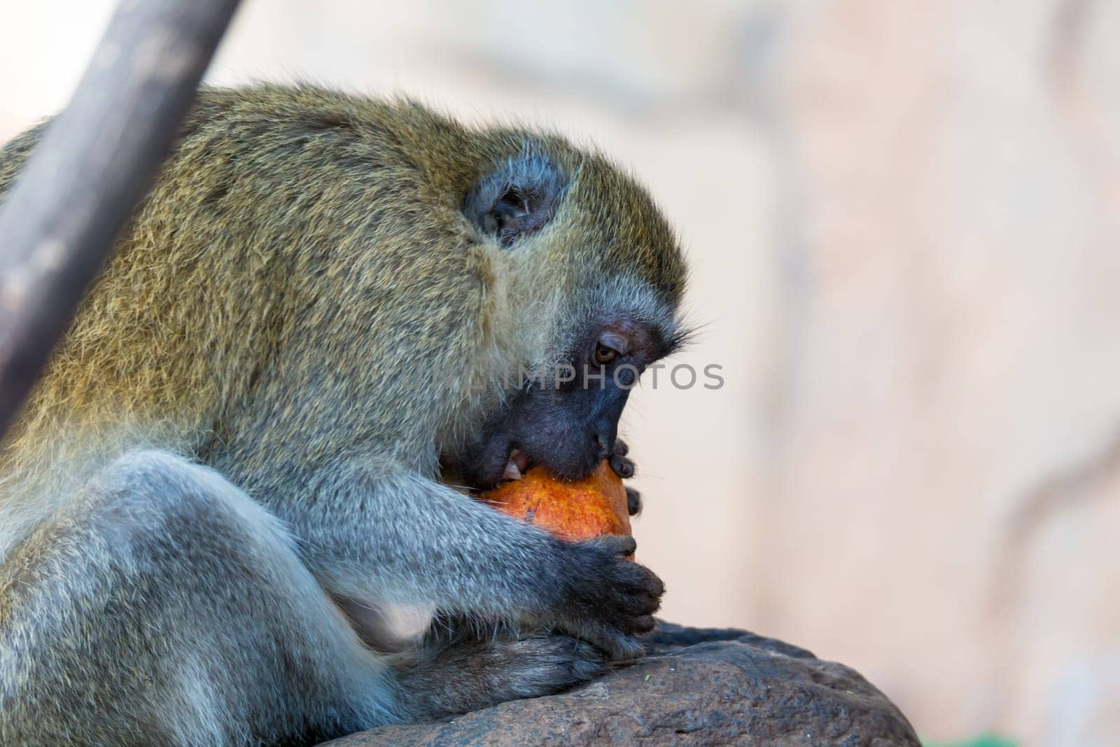 One Vervet monkey has found a fruit and eats it