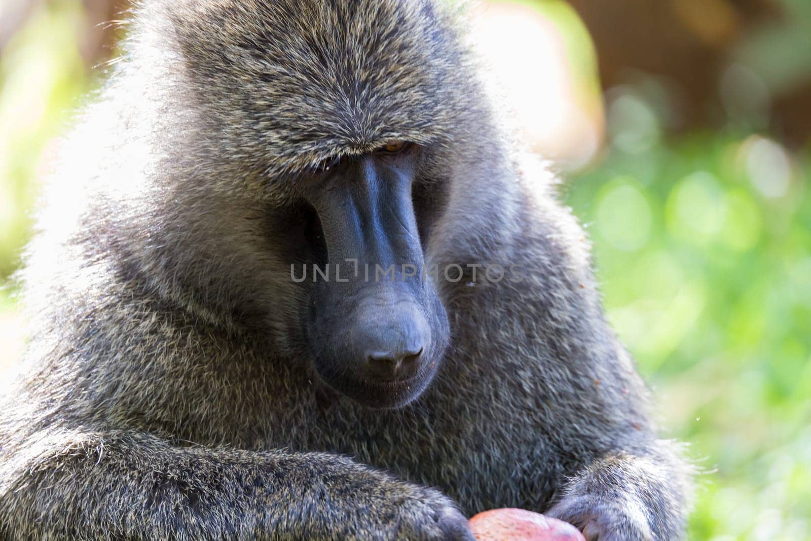 One big monkey plays with an apple