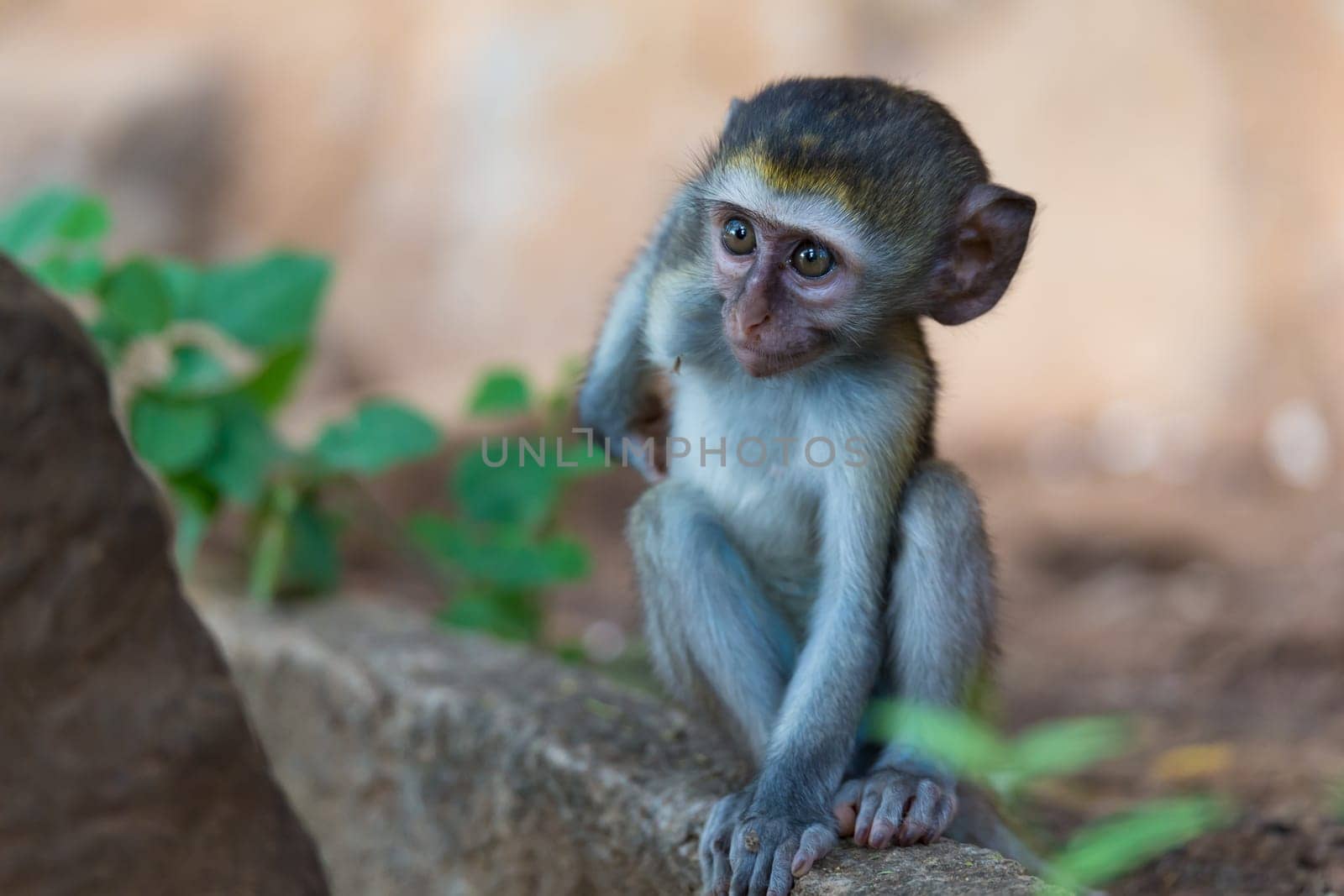 One little funny monkey is playing on the floor or on the tree