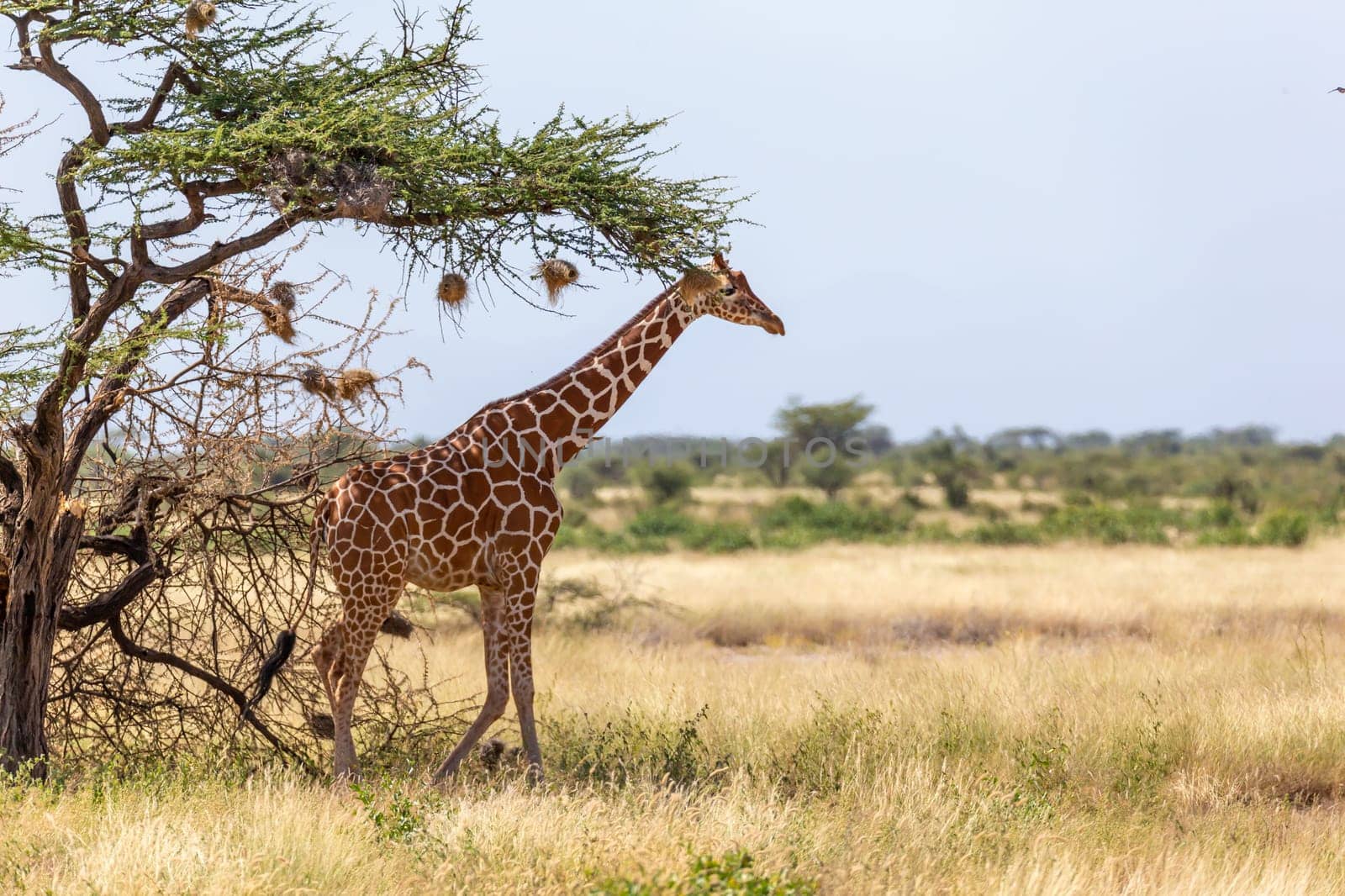 A Somalia giraffes eat the leaves of acacia trees