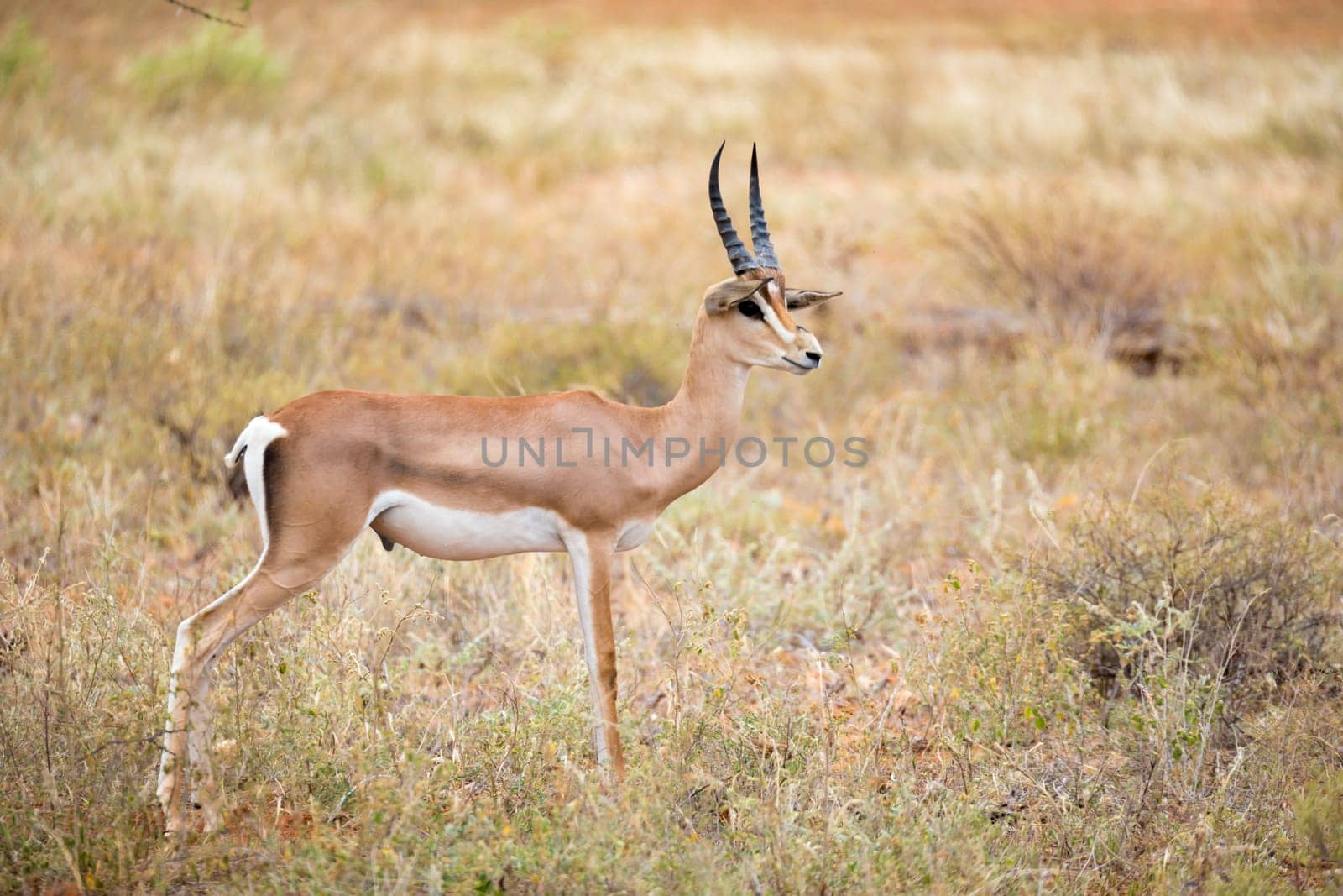 Some native antelopes in the grassland of the Kenyan savannah