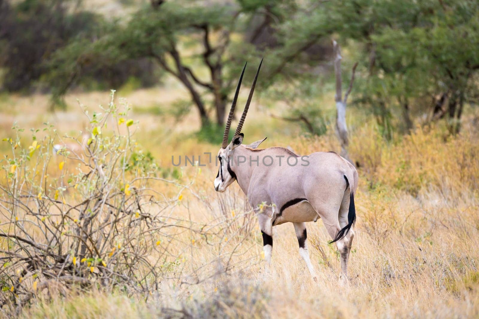 The antelopes in the grass landscape of Kenya