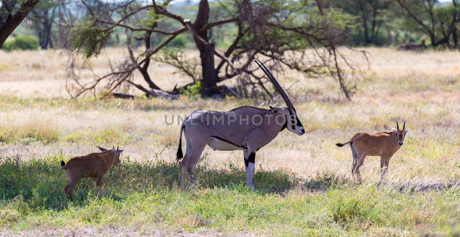 An antelope in the middle of the savannah of Kenya