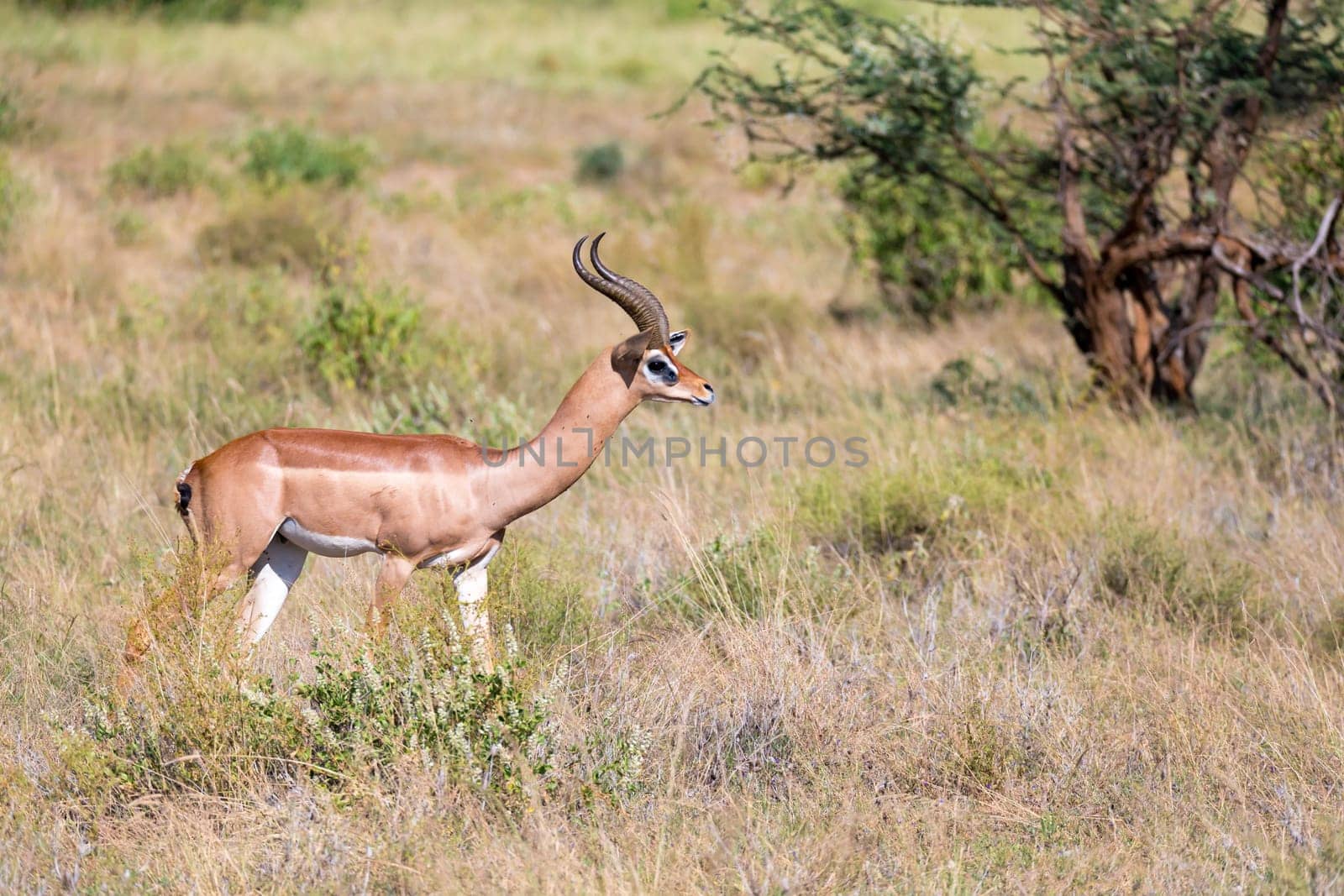 The Gerenuk walks in the grass through the savannah