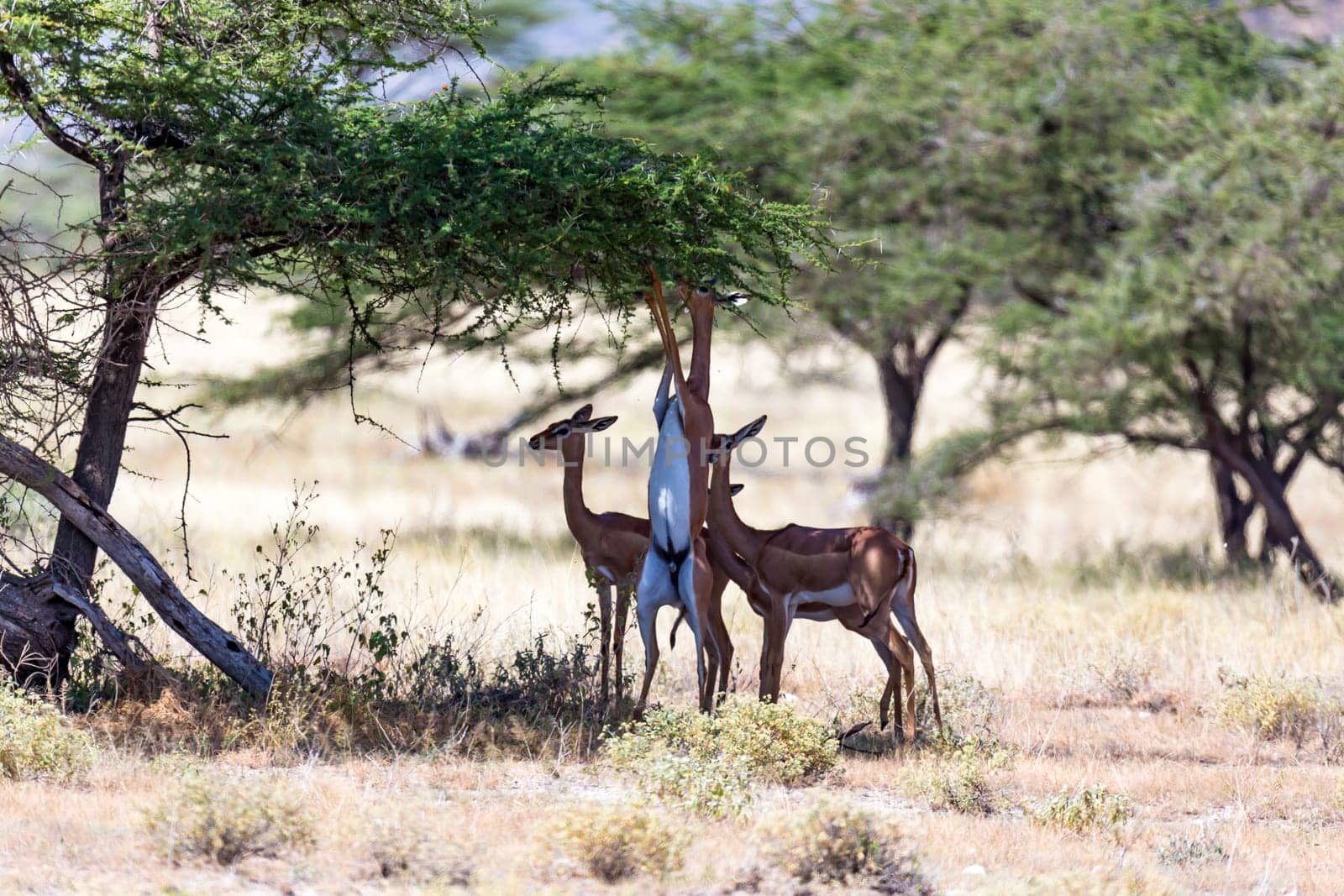 The gerenuk in the kenyan savanna looking for food