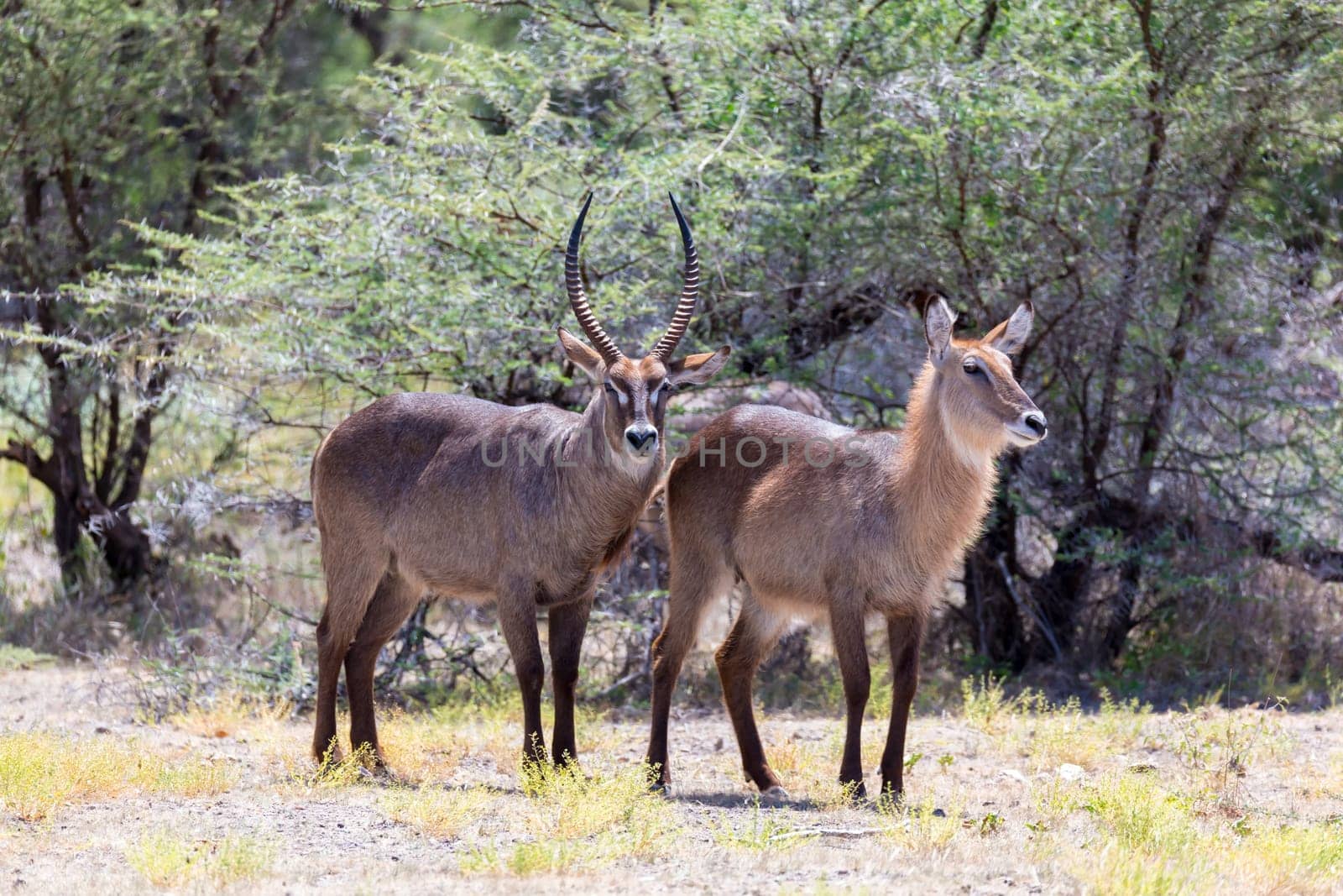 An antelope in the middle of the savannah of Kenya